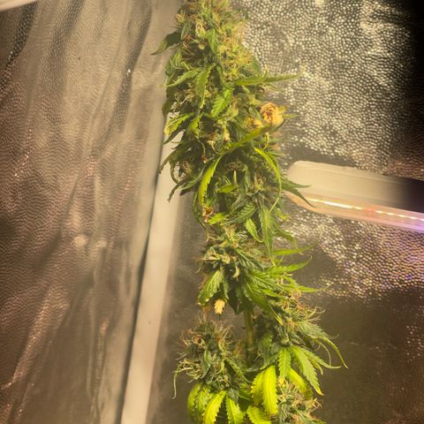 Critical #2 growlog timeline photo