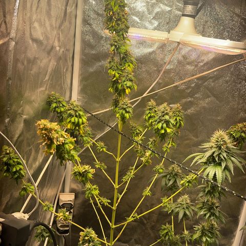 Critical #2 growlog timeline photo