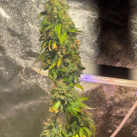 Critical #2 growlog timeline photo