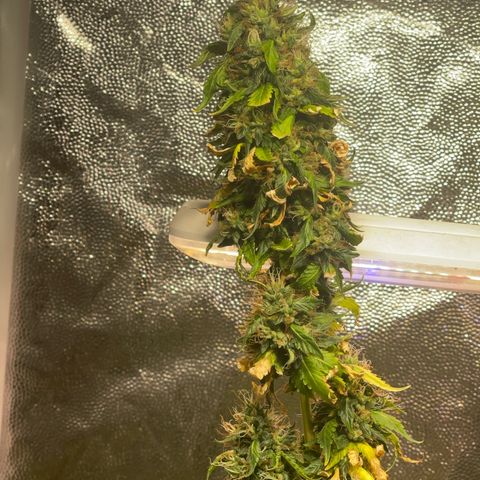 Critical #2 growlog timeline photo