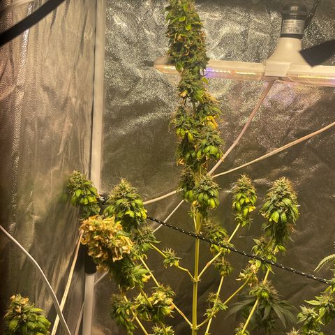 Critical #2 growlog timeline photo