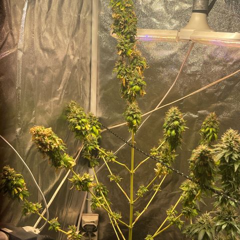 Critical #2 growlog timeline photo
