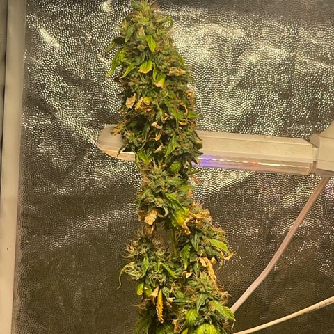 Critical #2 growlog timeline photo