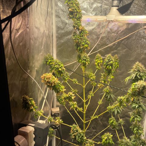 Critical #2 growlog timeline photo