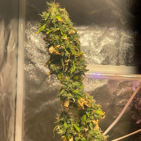 Critical #2 growlog timeline photo