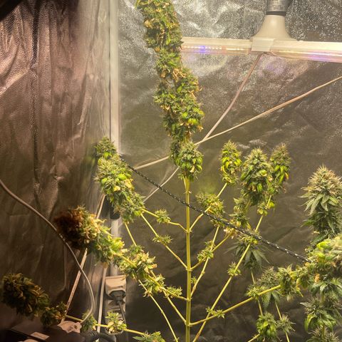 Critical #2 growlog timeline photo
