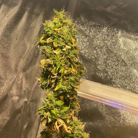 Critical #2 growlog timeline photo