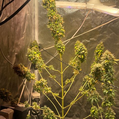 Critical #2 growlog timeline photo