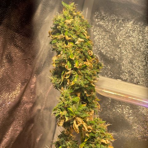 Critical #2 growlog timeline photo