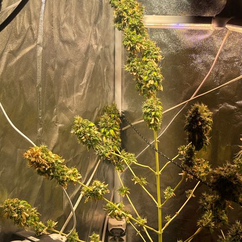 Critical #2 growlog timeline photo