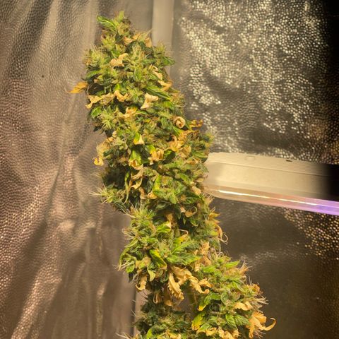 Critical #2 growlog timeline photo