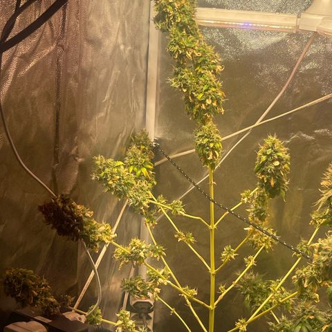 Critical #2 growlog timeline photo