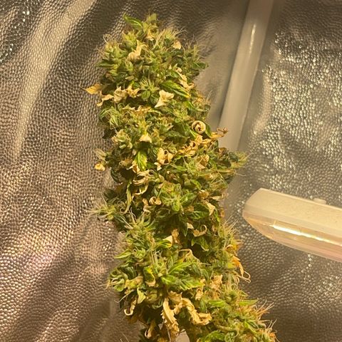 Critical #2 growlog timeline photo