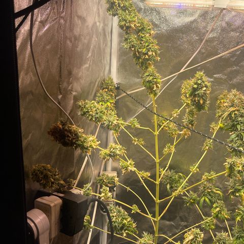Critical #2 growlog timeline photo
