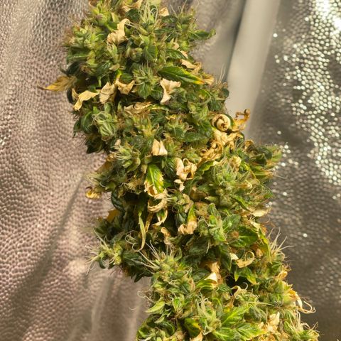 Critical #2 growlog timeline photo