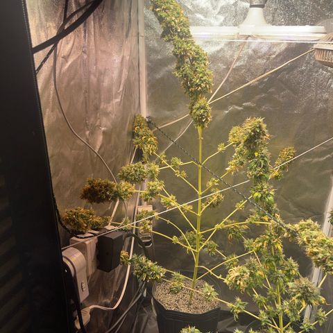 Critical #2 growlog timeline photo