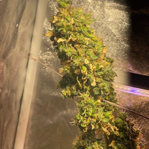 Critical #2 growlog timeline photo
