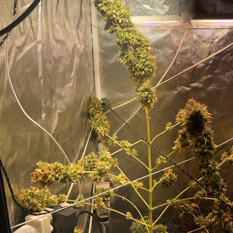 Critical #2 growlog timeline photo