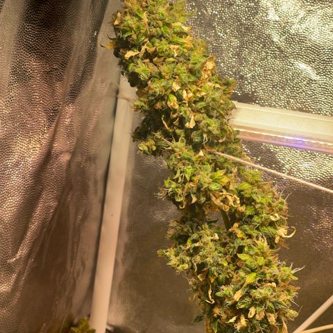 Critical #2 growlog timeline photo