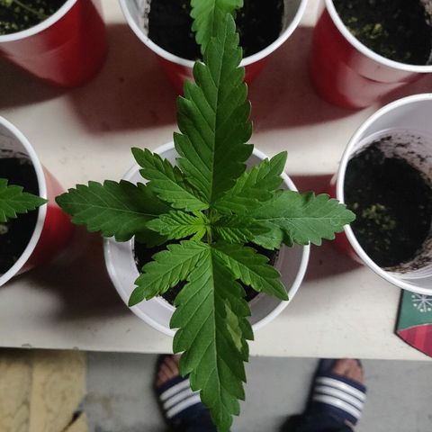Pineapple Kush #1 growlog timeline photo