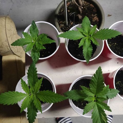 Pineapple Kush #1 growlog timeline photo