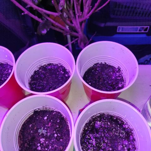 Pineapple Kush #1 growlog timeline photo