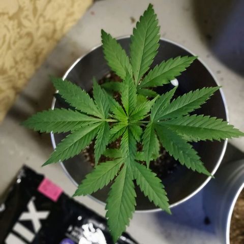 Pineapple Kush #1 growlog timeline photo