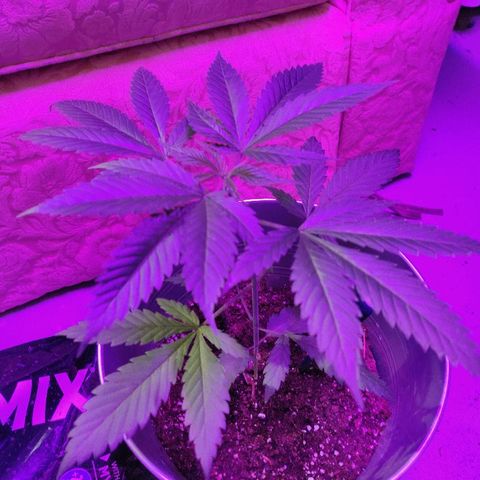 Pineapple Kush #1 growlog timeline photo