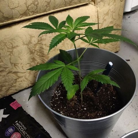 Pineapple Kush #1 growlog timeline photo