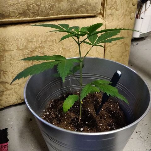 Pineapple Kush #1 growlog timeline photo