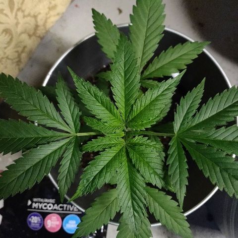 Pineapple Kush #1 growlog timeline photo