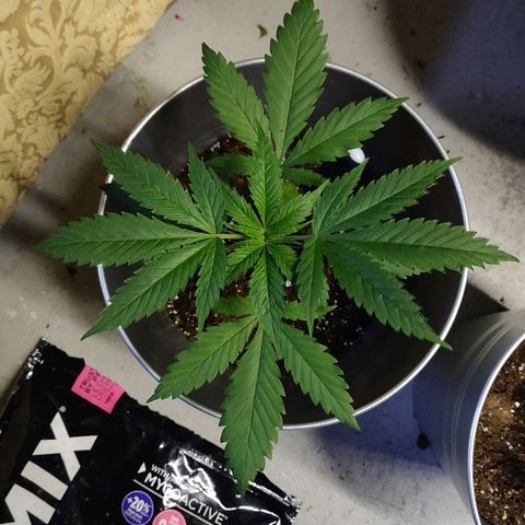 Pineapple Kush #1 growlog timeline photo