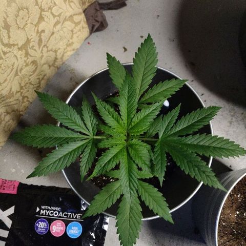 Pineapple Kush #1 growlog timeline photo
