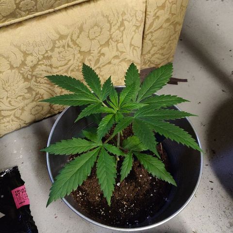 Pineapple Kush #1 growlog timeline photo