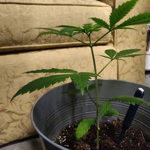 Pineapple Kush #1 growlog timeline photo