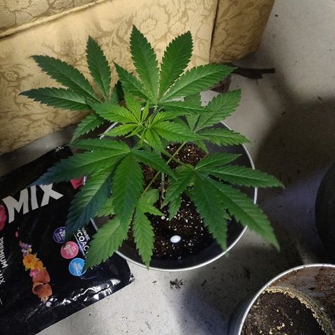 Pineapple Kush #1 growlog timeline photo