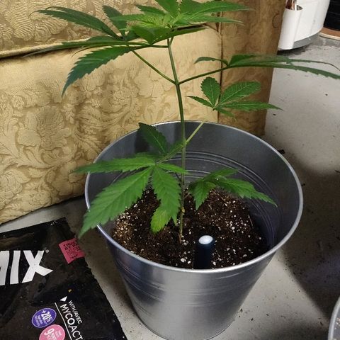 Pineapple Kush #1 growlog timeline photo