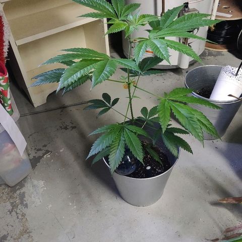 Pineapple Kush #1 growlog timeline photo