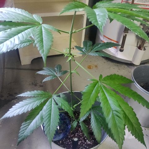Pineapple Kush #1 growlog timeline photo