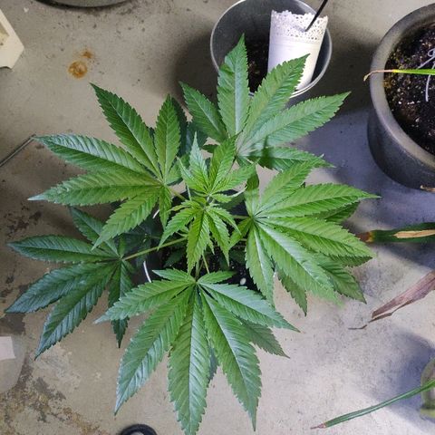 Pineapple Kush #1 growlog timeline photo