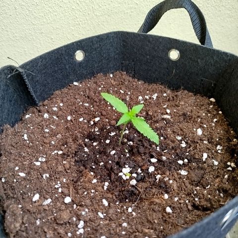 Blueberry Automatic growlog photo: 0.5 ml Biobizz Grow