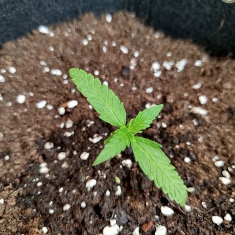 Blueberry Automatic growlog photo: 0.5 ml Biobizz Grow