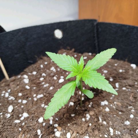Blueberry Automatic growlog timeline photo