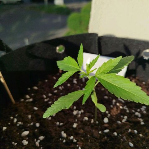 Blueberry Automatic growlog timeline photo
