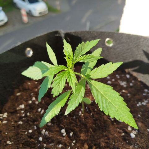 Blueberry Automatic growlog timeline photo