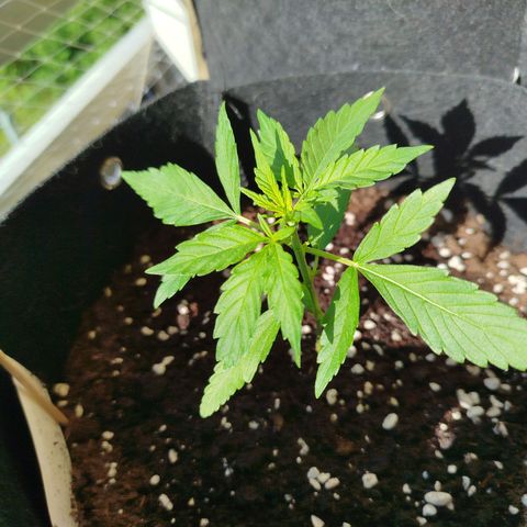 Blueberry Automatic growlog timeline photo