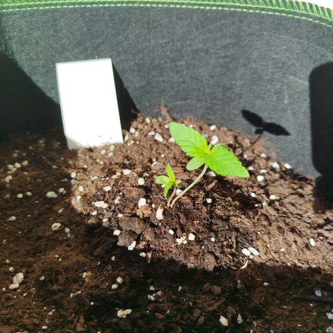 Twin GOAT'lato sisters - gelato 44 x cookies auto growlog timeline photo