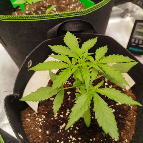 Blueberry Automatic growlog timeline photo