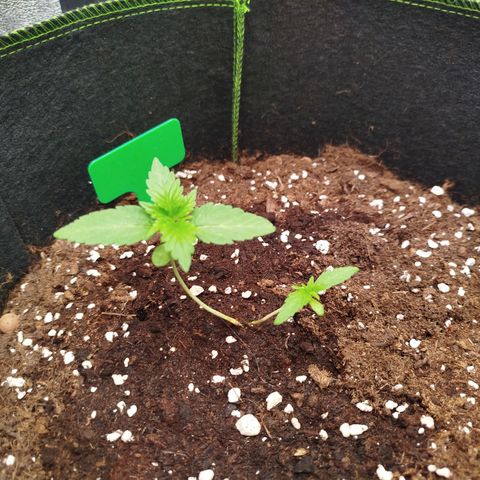 Twin GOAT'lato sisters - gelato 44 x cookies auto growlog timeline photo