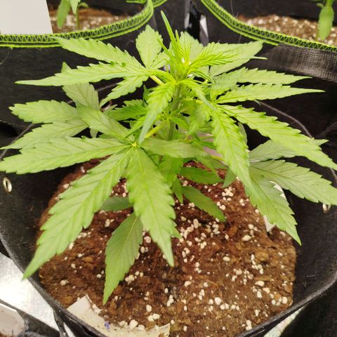 Blueberry Automatic growlog timeline photo